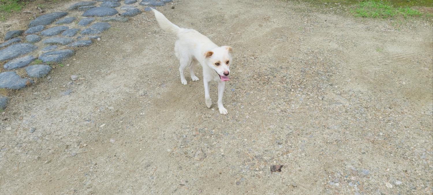 강릉시 동물사랑센터_442420202300426